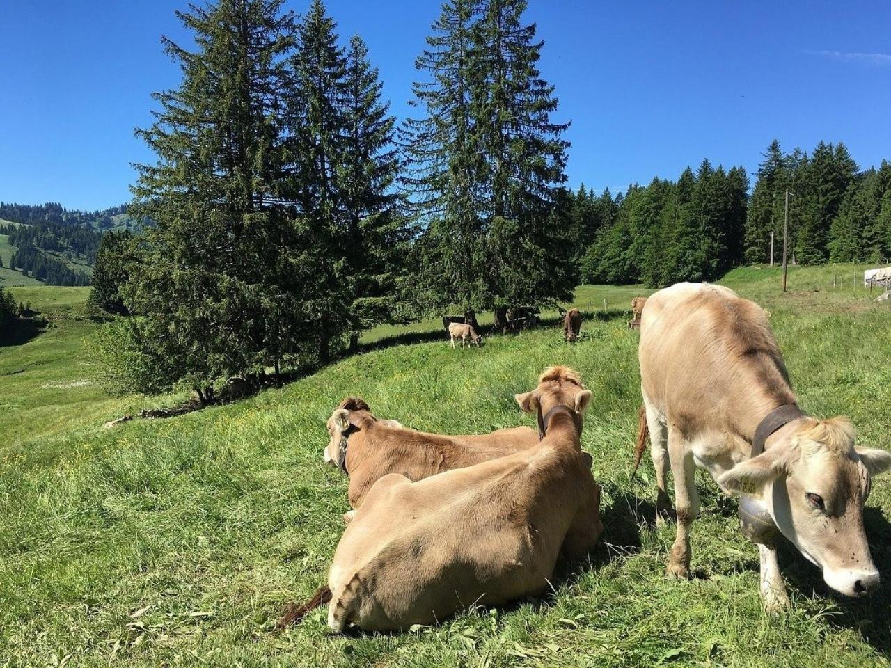 Appartement Nr 19, Alpenappartementhaus, Oberstaufen-Steibis, Allgaeu, Oberstaufen Plus Kültér fotó